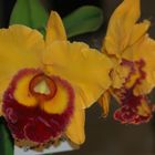 Orchidee1