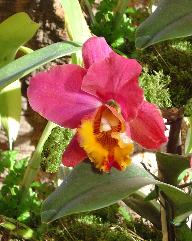 Orchidee1