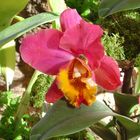 Orchidee1