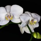 Orchidee_1