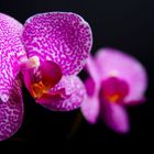 Orchidee_1