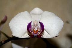 Orchidee#1