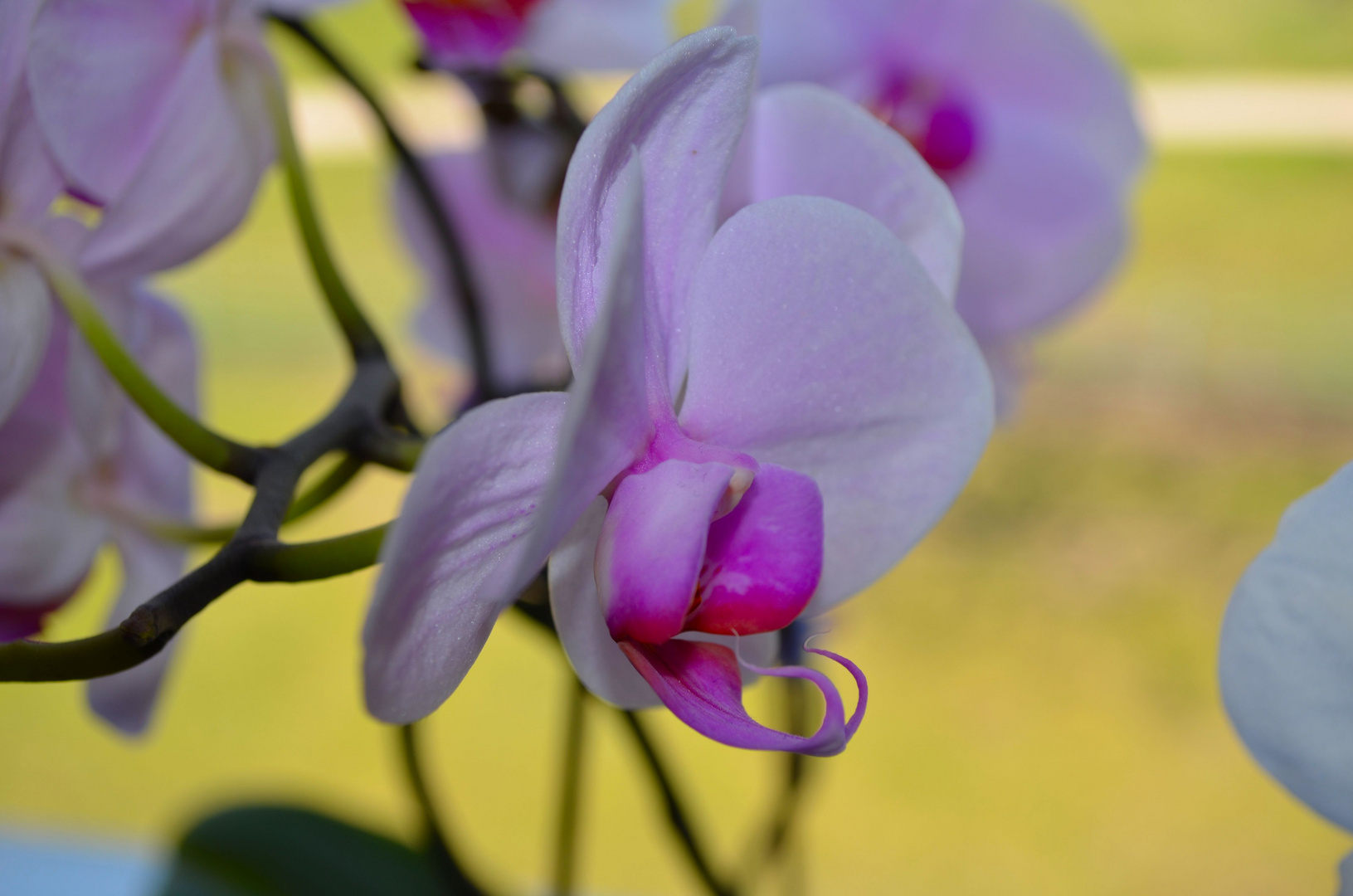 Orchidee1