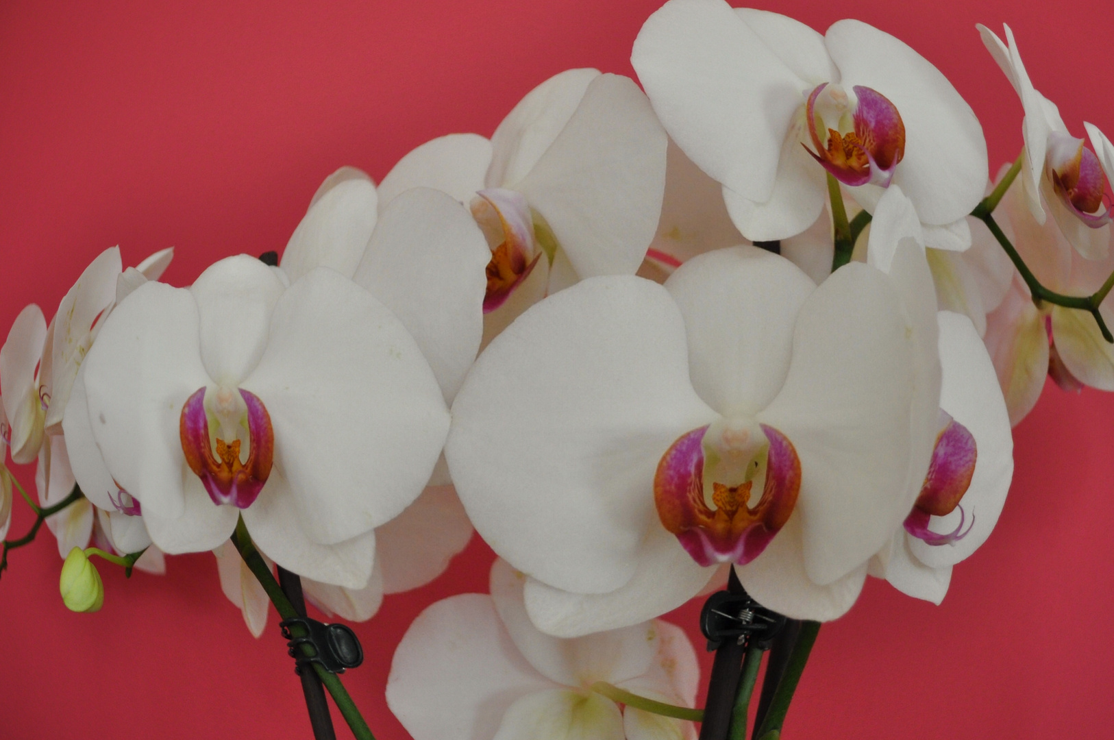 orchidee1