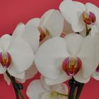 orchidee1