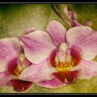 Orchidee1