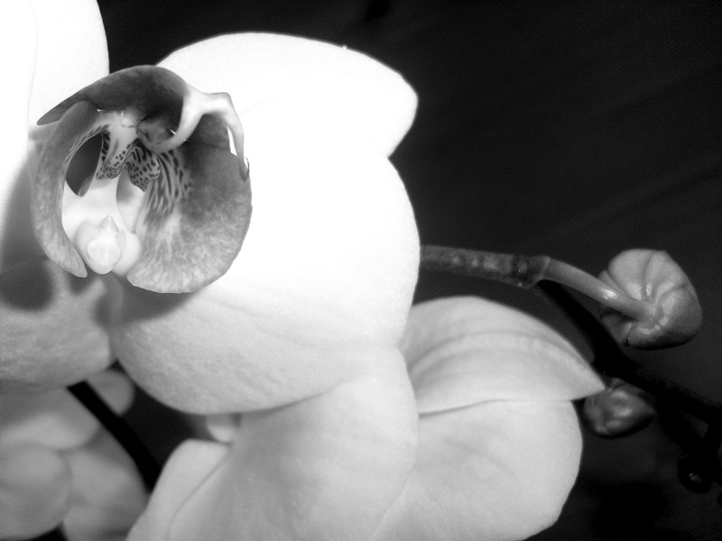 Orchidee1