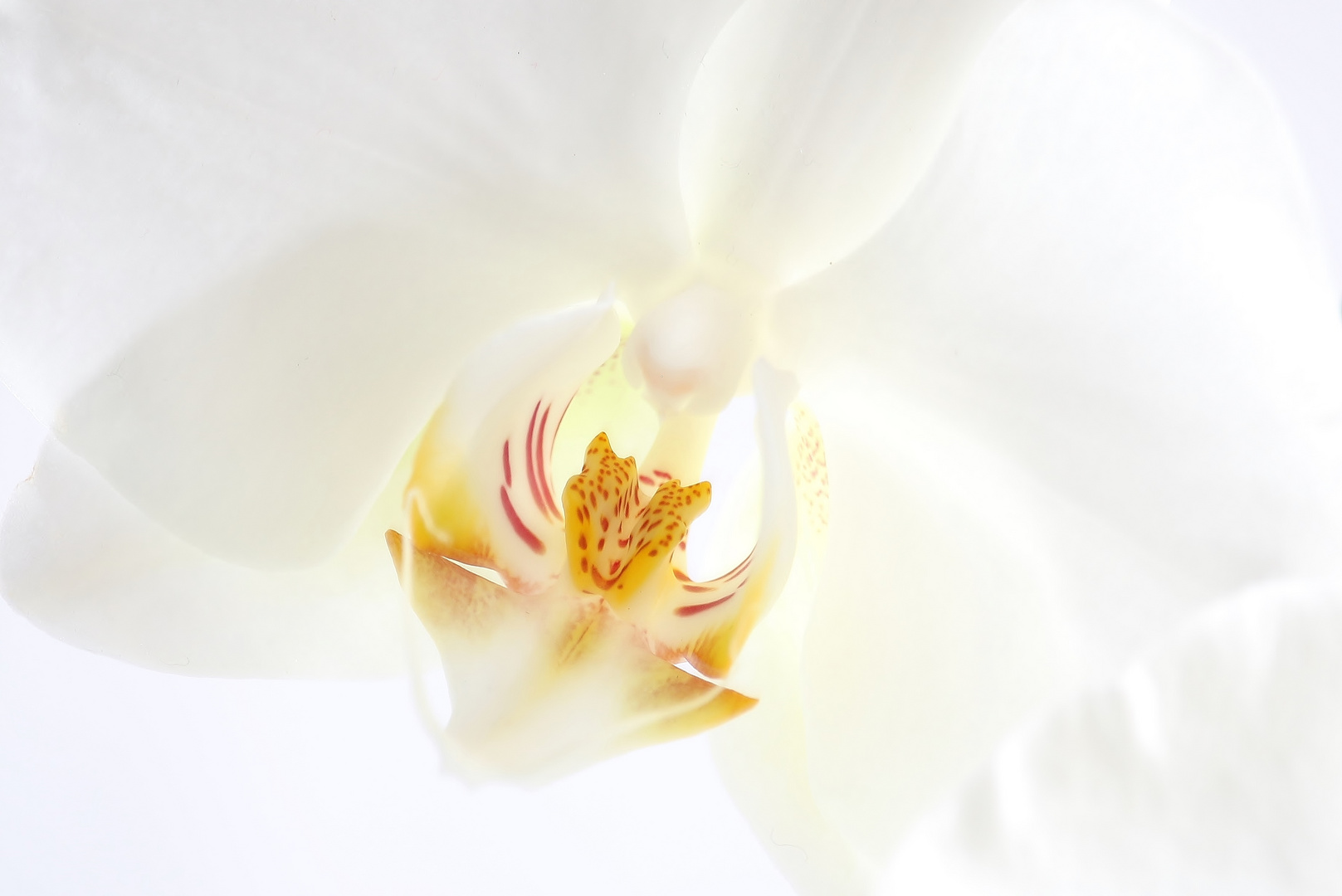 Orchidee_1