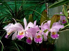 Orchidee1