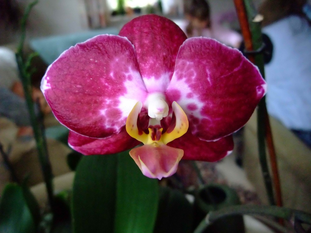 Orchidee1