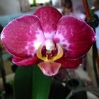 Orchidee1