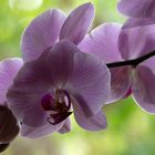 Orchidee1 - Langzeitbelichtung