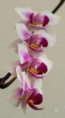 Orchidee11