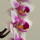 Orchidee11