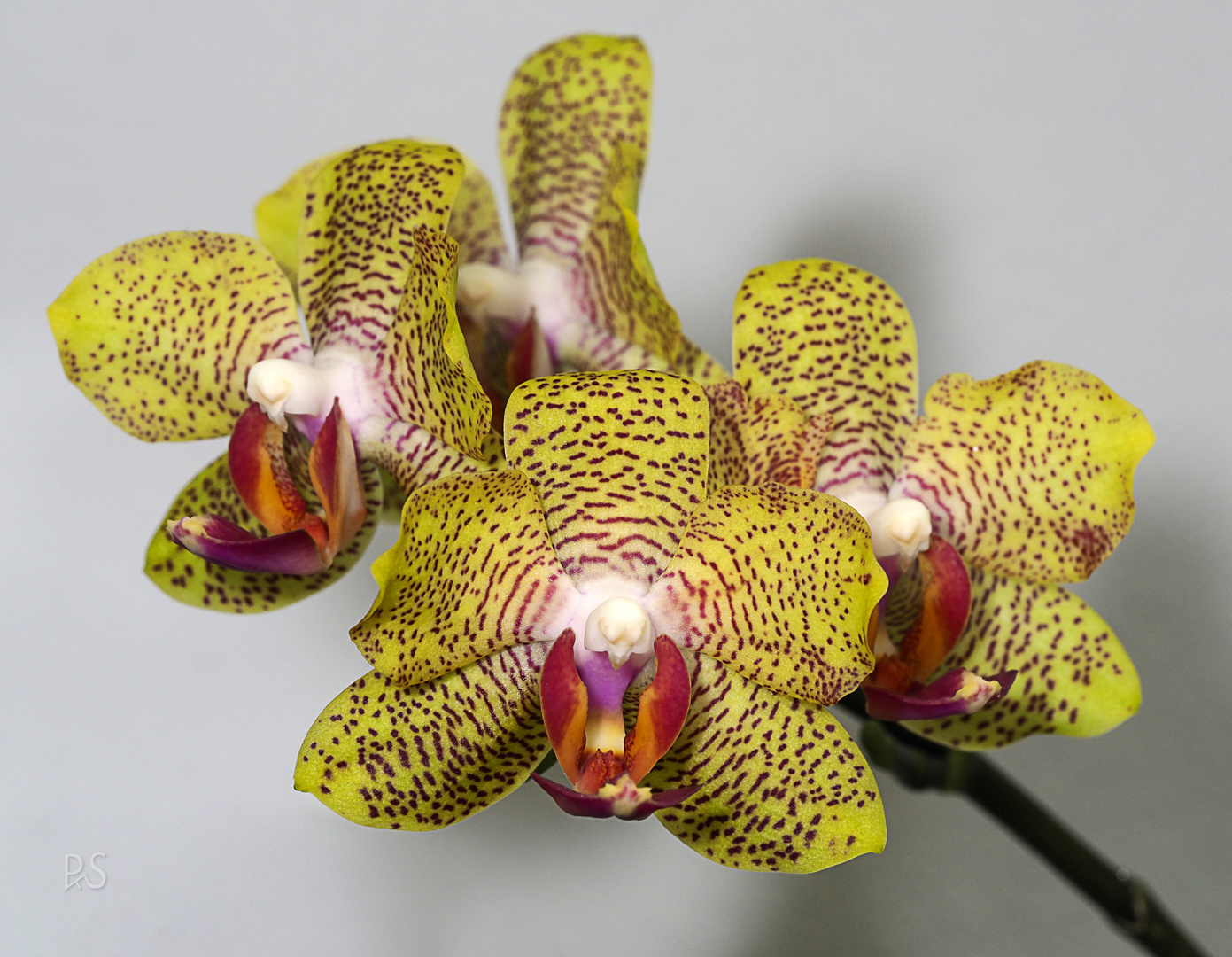 Orchidee12