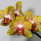 Orchidee12