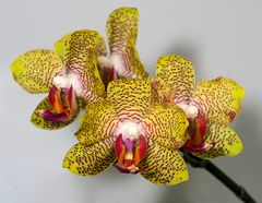 Orchidee12