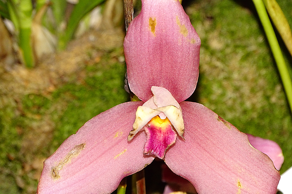 Orchidee13