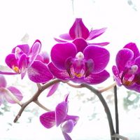 orchidee19