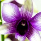 Orchidee1_IMG_6655