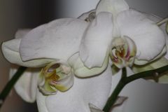 Orchidee2