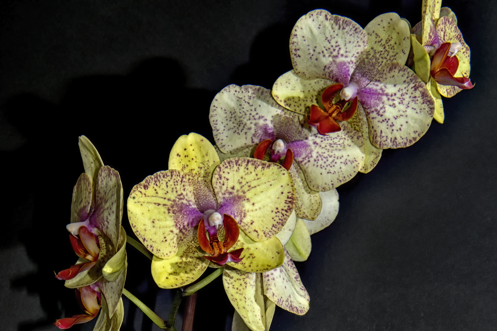 Orchidee2-079