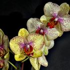 Orchidee2-079