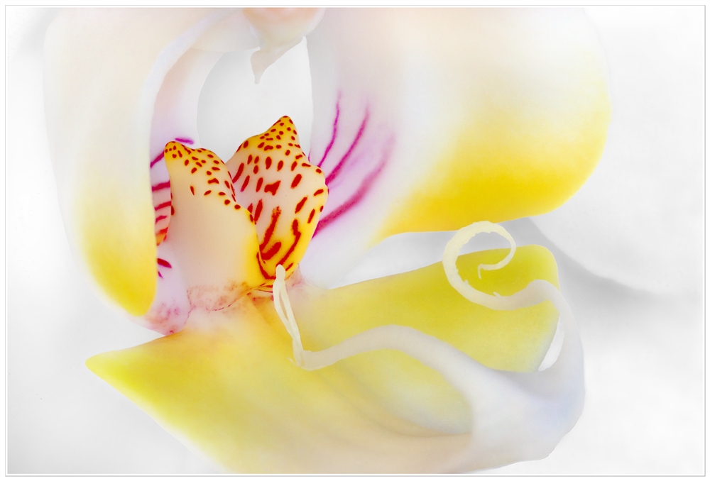 Orchidee_2