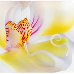 Orchidee_2