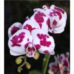 Orchidee_2