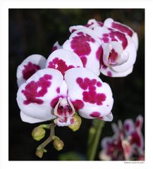 Orchidee_2