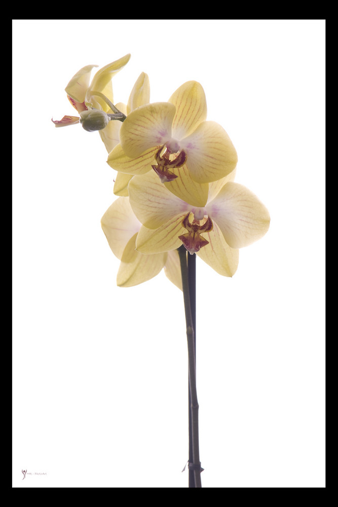 Orchidee2