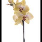 Orchidee2