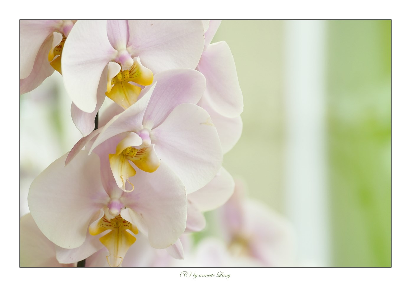 orchidee_2