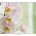 orchidee_2