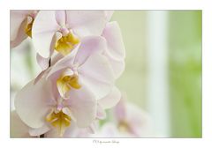 orchidee_2