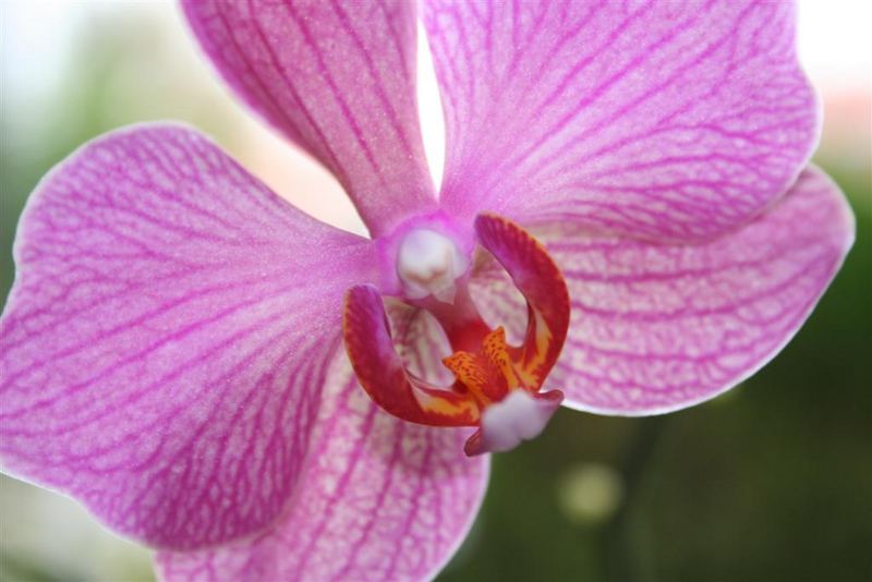 Orchidee2