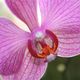 Orchidee2