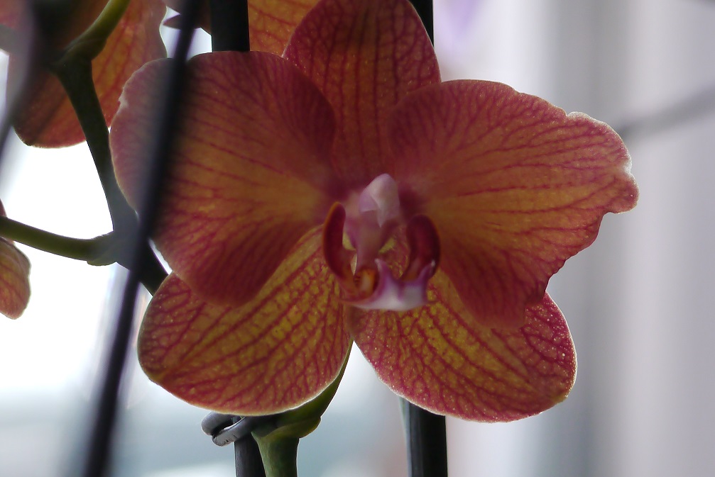 Orchidee2