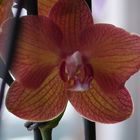 Orchidee2