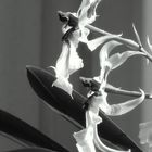 Orchidee2