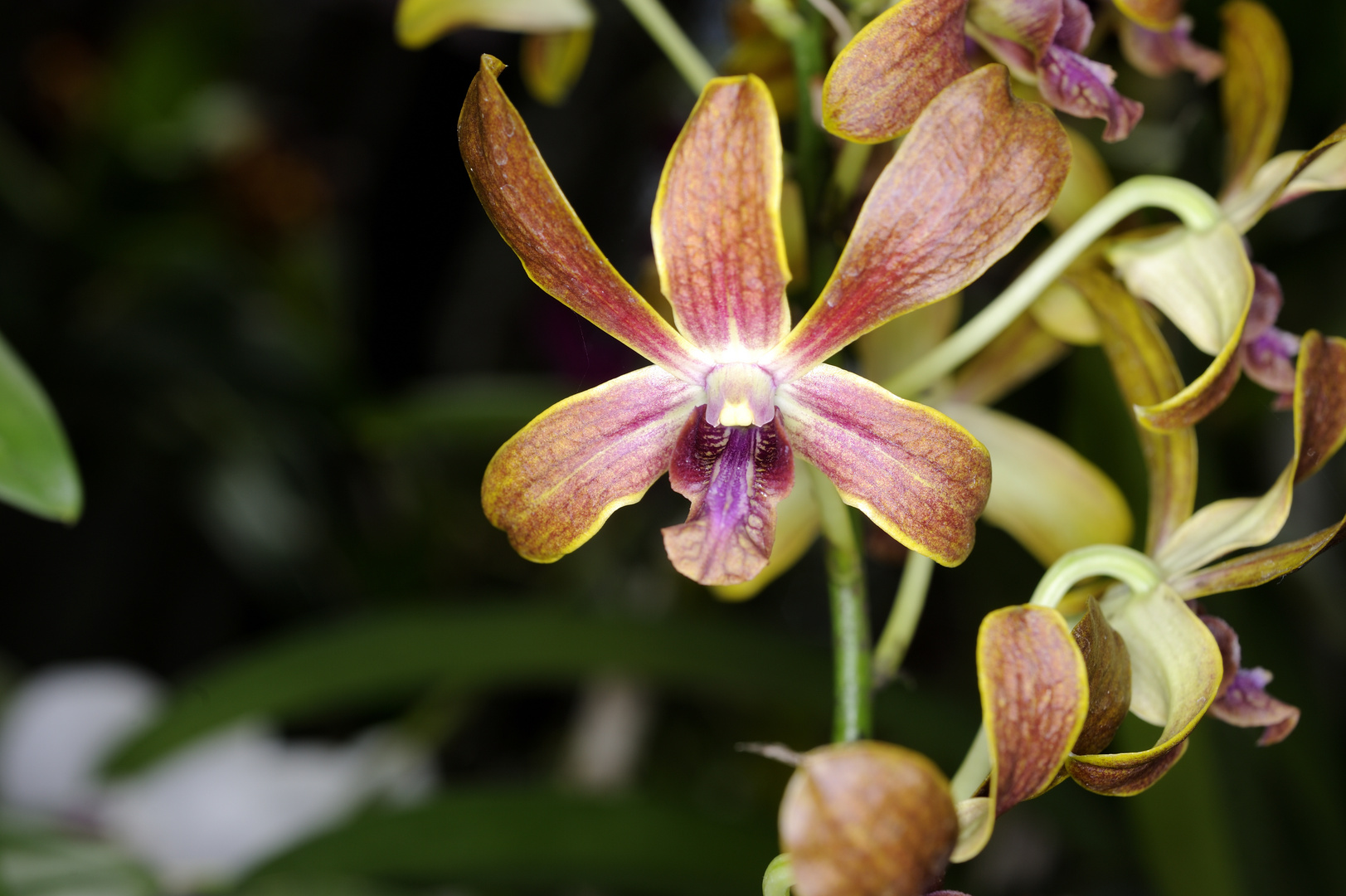 Orchidee2