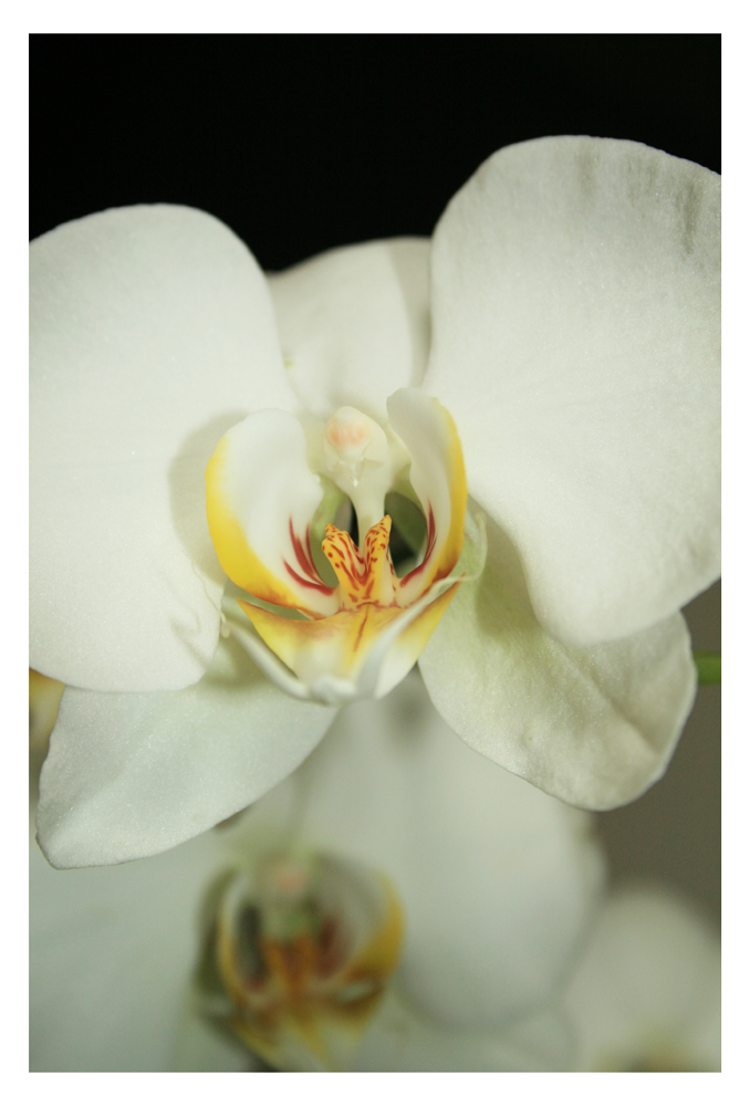 Orchidee_2