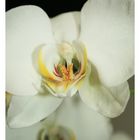 Orchidee_2