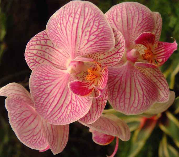 Orchidee2