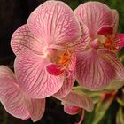 Orchidee2