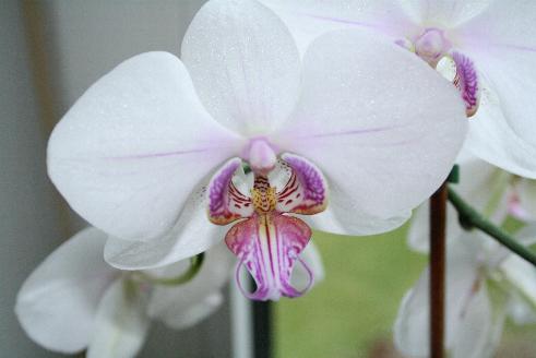 Orchidee2