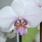 Orchidee2