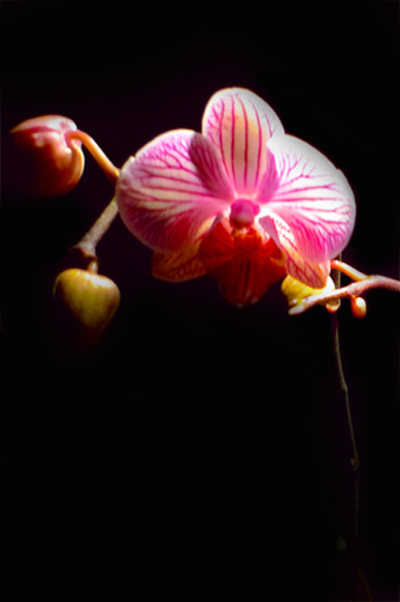 orchidee2