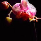 orchidee2